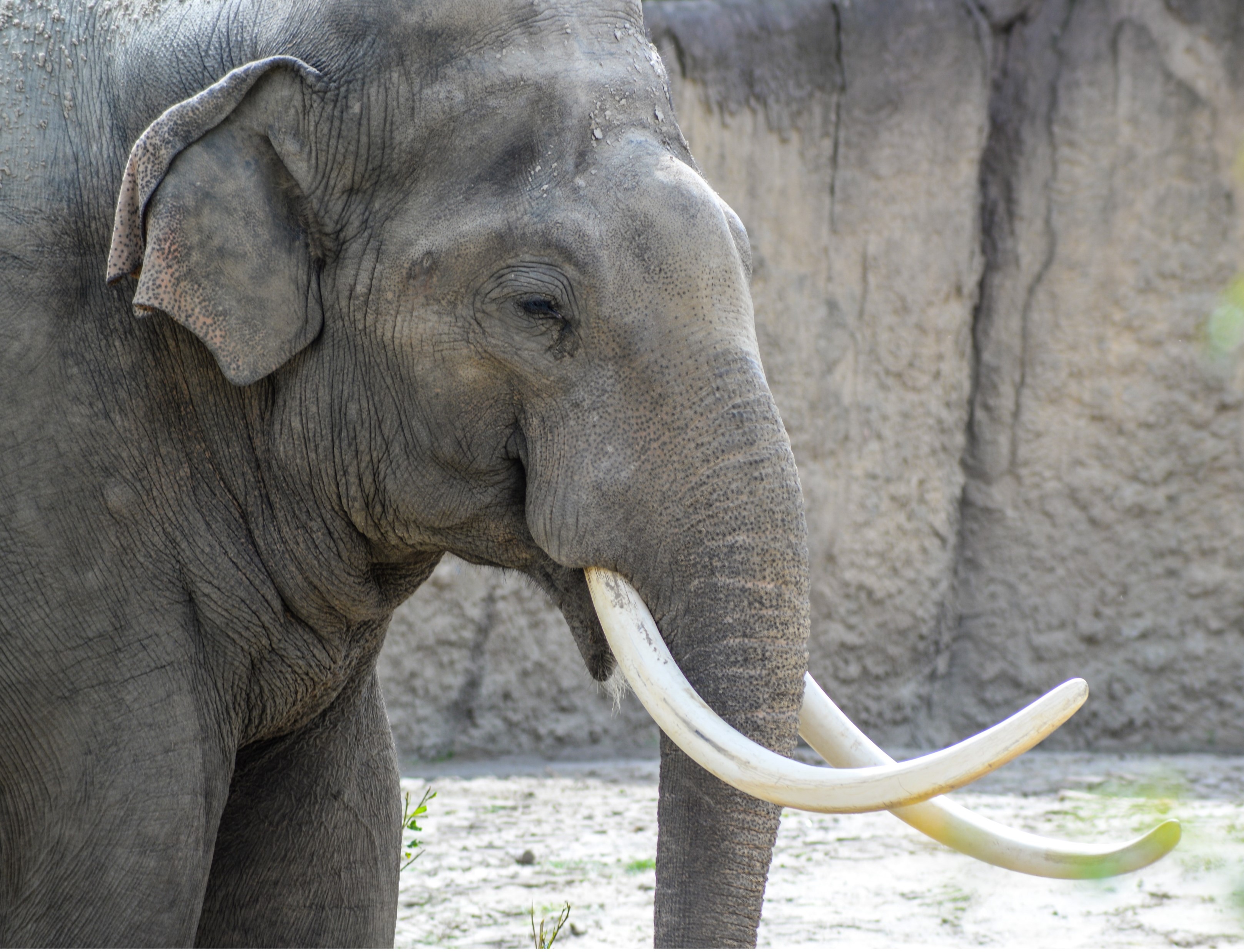 Close-up of an elephant at the zoo